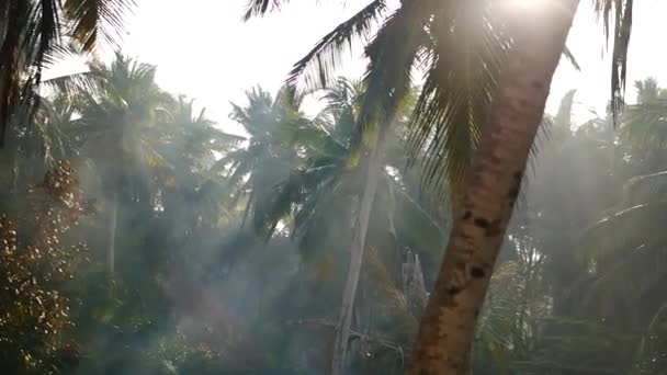 Παλάμη δέντρο και ουρανό Κεράλα Ινδία — Αρχείο Βίντεο