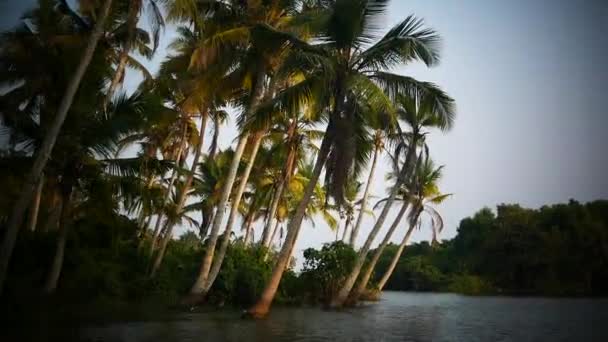 Båt och palm träd backwater i Indien Timelapse — Stockvideo