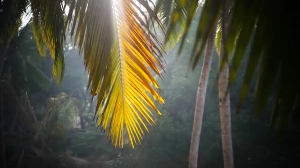 Palmiye ağacı ve gökyüzü Kerala Hindistan — Stok video