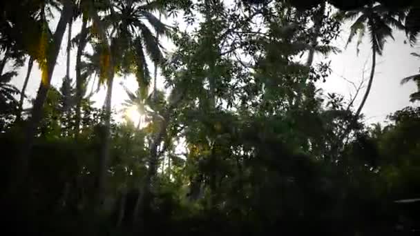 Palm träd och himmel sunset Kerala Indien — Stockvideo