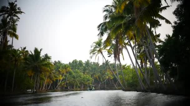 Palmiye ağacı ve gökyüzü günbatımı Kerala Hindistan — Stok video