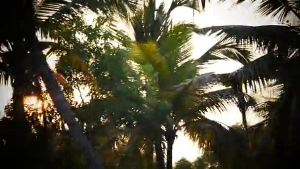 棕榈树和天空日落印度喀拉拉邦 — 图库视频影像