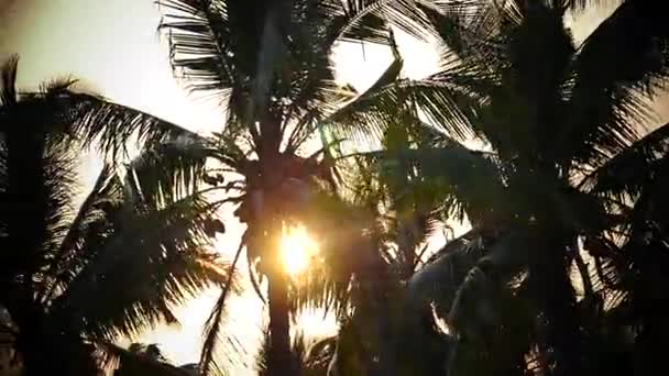 Palmeira e céu pôr do sol Kerala Índia — Vídeo de Stock