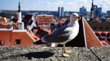 Tallinn tarihi merkezi kent