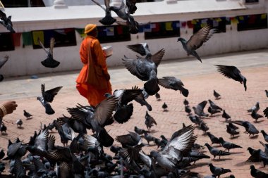 Monk stupa Boudhanath yakınındaki güvercinler ile