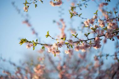 Pembe kiraz çiçekleri Sakura açık mavi gökyüzü karşı