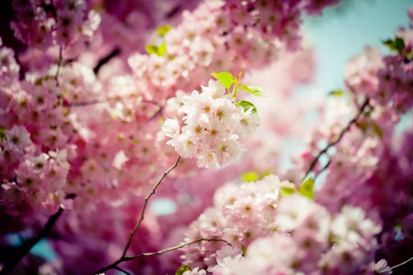 Pink Cherry Blossoms Sakura against Clear Blue Sky — Stock Photo, Image