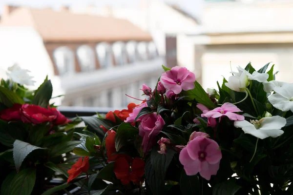 Kwiaty w Budapest, Węgry — Zdjęcie stockowe