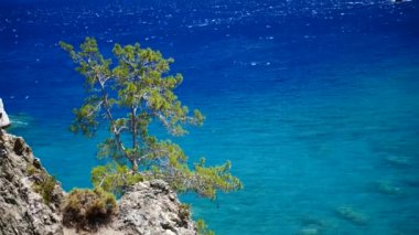 Mavi deniz arka plan Türkiye ile çam ağacı