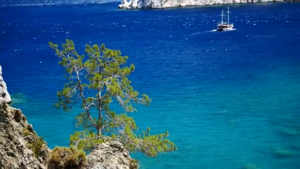 Pinheiro com fundo azul mar Turquia — Vídeo de Stock