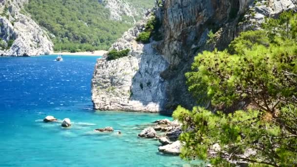 Pinheiro com fundo azul mar Turquia — Vídeo de Stock