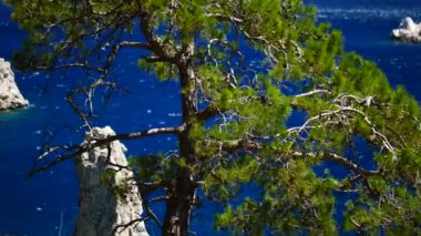 Mavi deniz arka plan Türkiye ile çam ağacı