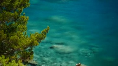 Mavi deniz arka plan Türkiye ile çam ağacı