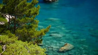 Mavi deniz arka plan Türkiye ile çam ağacı