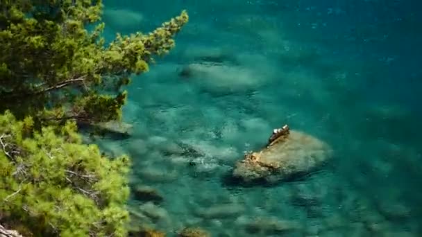 Kiefer mit blauem Meer Hintergrund Truthahn — Stockvideo