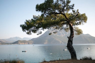 Mavi deniz arka plan Türkiye ile çam ağacı