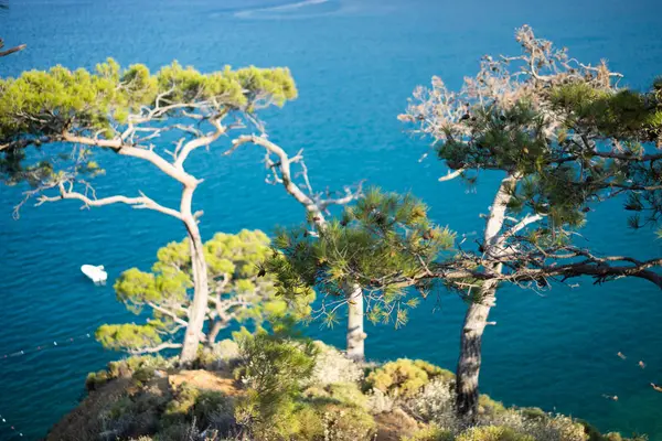 푸른 바다 배경 터키 소나무 — 스톡 사진