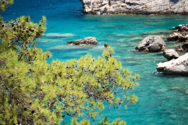 Pinheiro com fundo azul mar Turquia — Fotografia de Stock