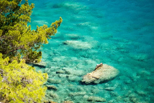 青い海背景トルコと松の木 — ストック写真