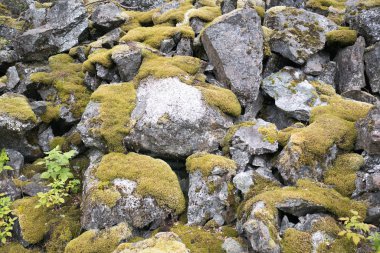 Orman Norveç dağlarında Yağmurlu hava