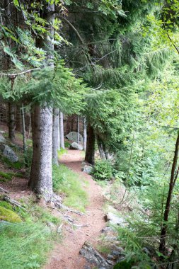 Orman Norveç dağlarında Yağmurlu hava