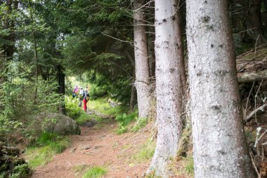 Orman Norveç dağlarında Yağmurlu hava