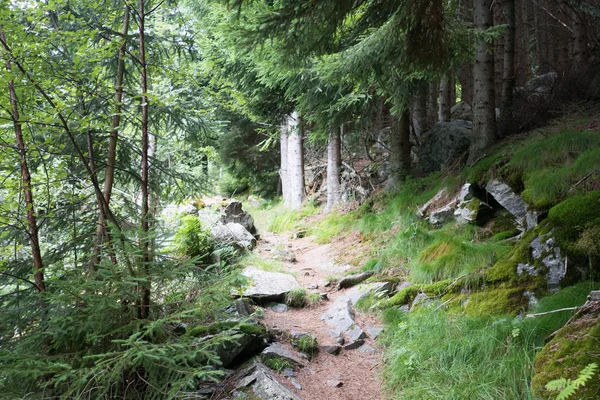 Foresta in montagne della Norvegia in tempo piovoso — Foto Stock