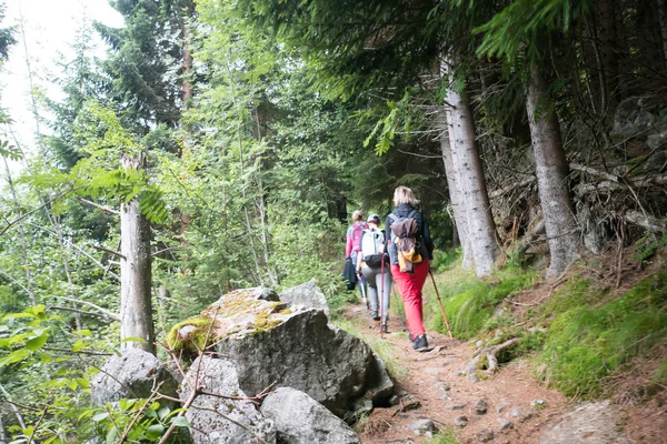 Orman Norveç dağlarında Yağmurlu hava