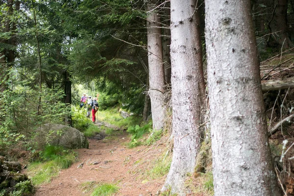 Orman Norveç dağlarında Yağmurlu hava