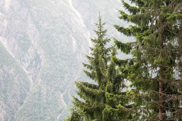 Forest in mountains of Norway in rainy weather — Stock Photo, Image