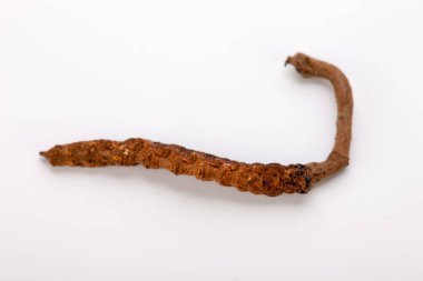 Cordyceps sinesis Yartsa Gunbu Yarsagumba Himalaya altın Nepal izole
