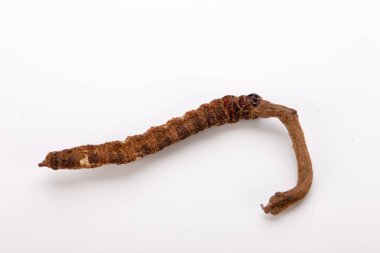 Cordyceps sinesis Yartsa Gunbu Yarsagumba Himalaya altın Nepal izole