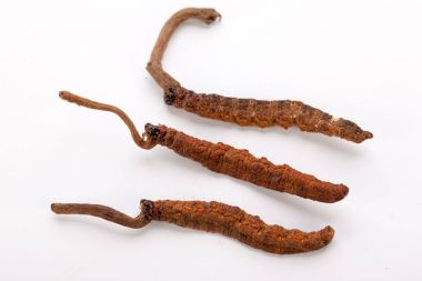 Cordyceps sinesis Yartsa Gunbu Yarsagumba Himalaya altın Nepal izole