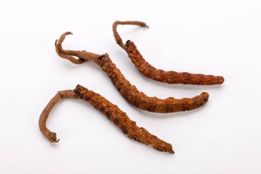 Cordyceps sinesis Yartsa Gunbu Yarsagumba Himalaya altın Nepal izole