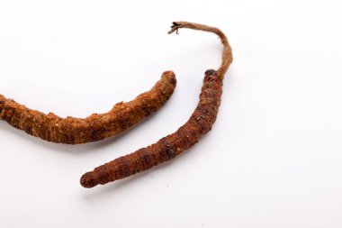 Cordyceps sinesis Yartsa Gunbu Yarsagumba Himalaya altın Nepal izole