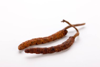 Cordyceps sinesis Yartsa Gunbu Yarsagumba Himalaya altın Nepal izole