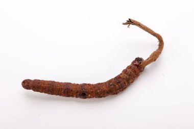 Cordyceps sinesis Yartsa Gunbu Yarsagumba Himalaya altın Nepal izole