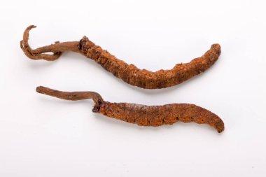 Cordyceps sinesis Yartsa Gunbu Yarsagumba Himalaya altın Nepal izole
