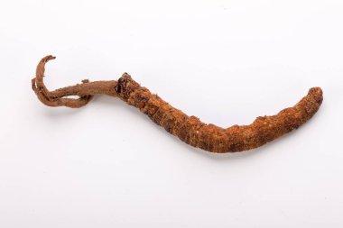 Cordyceps sinesis Yartsa Gunbu Yarsagumba Himalaya altın Nepal izole