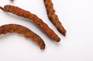 Cordyceps sinesis Yartsa Gunbu Yarsagumba Himalaya altın Nepal izole