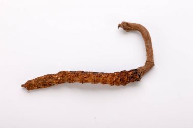 Cordyceps sinesis Yartsa Gunbu Yarsagumba Himalaya altın Nepal izole