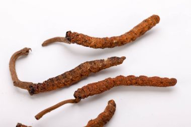 Cordyceps sinesis Yartsa Gunbu Yarsagumba Himalaya altın Nepal izole
