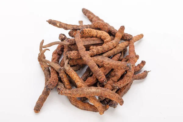 Cordyceps sinesis Yartsa Gunbu Yarsagumba Himalaya altın Nepal izole