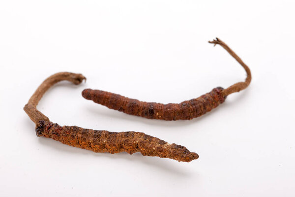 Cordyceps sinesis Ярца Гунбу Ярсагумба гималайского золота Непал изолирован
