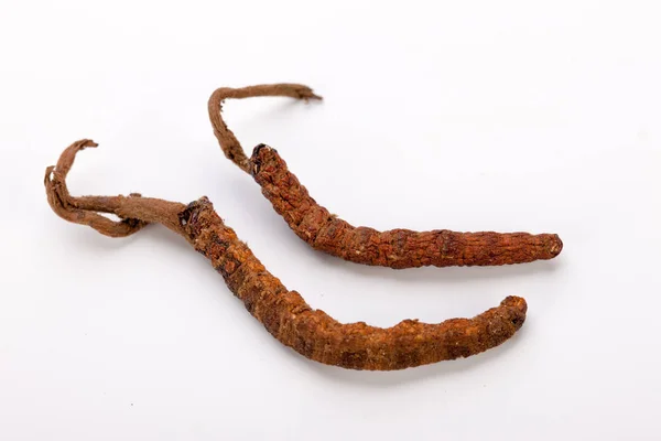 Cordyceps sinesis Yartsa Gunbu Yarsagumba oro himalaya Nepal aislado —  Fotos de Stock