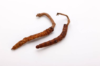 Cordyceps sinesis Yartsa Gunbu Yarsagumba Himalaya altın Nepal izole