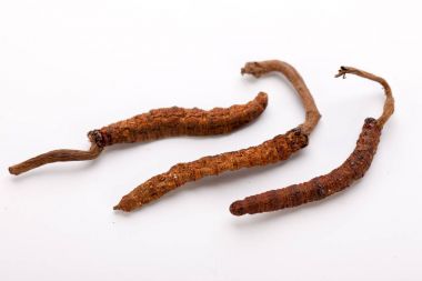 Cordyceps sinesis Yartsa Gunbu Yarsagumba Himalaya altın Nepal izole