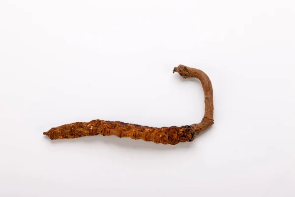 Cordyceps sinesis Yartsa Gunbu Yarsagumba oro himalaya Nepal aislado — Foto de Stock