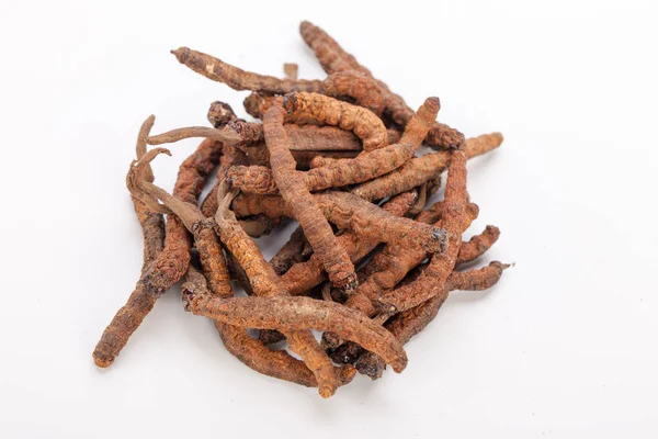 Cordyceps sinesis Yartsa Gunbu Yarsagumba Himalaya altın Nepal izole