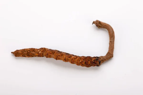 Cordyceps sinesis Yartsa Gunbu Yarsagumba oro himalaya Nepal aislado — Foto de Stock